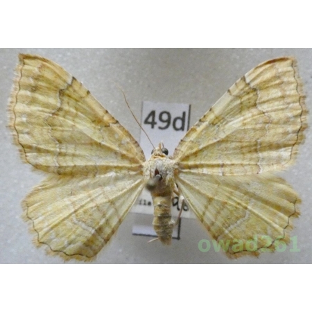 Camptogramma bilineata (Linnaeus, 1758) Slovakia49d